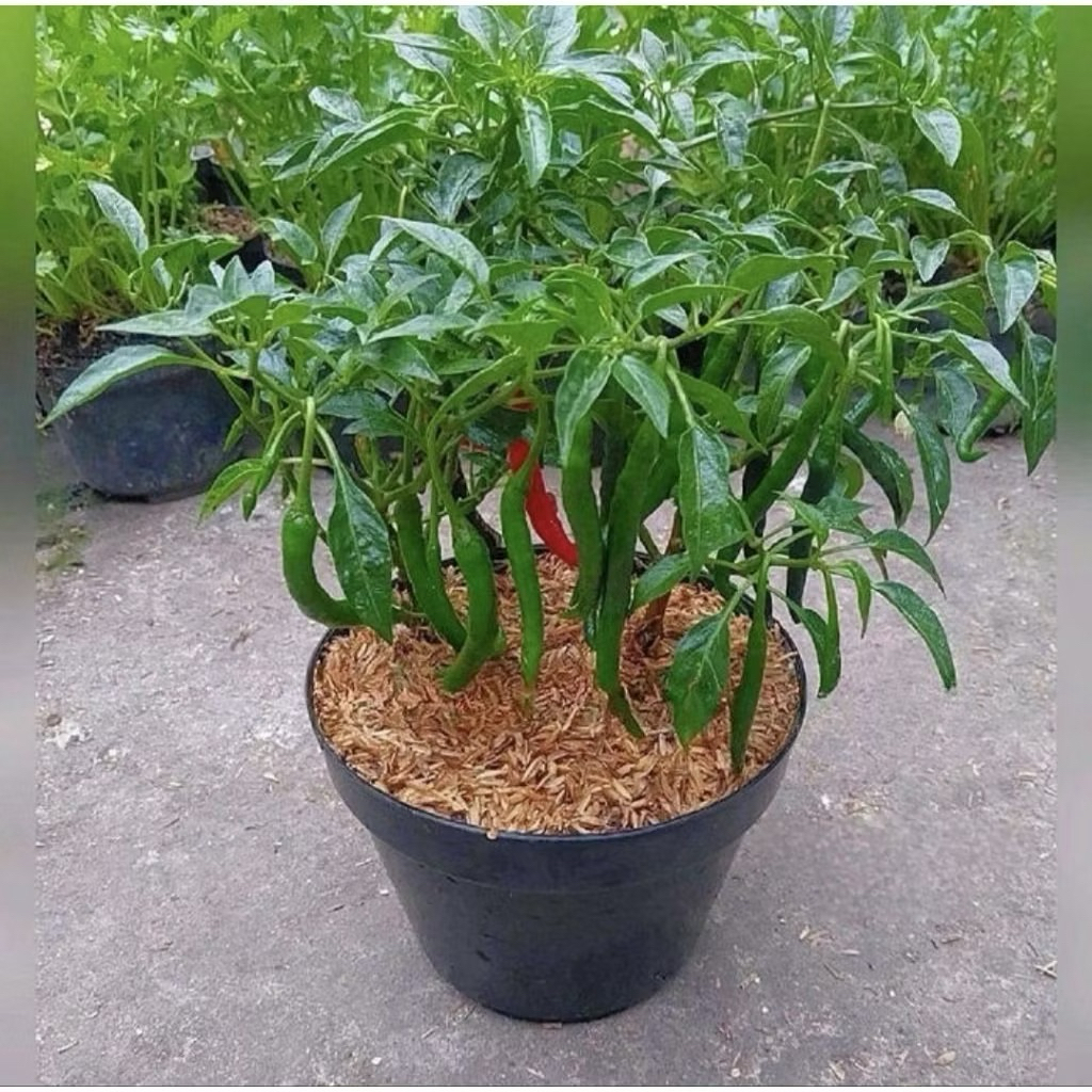 BISA COD Pohon Cabe Keriting Sudah Berbuah-Pohon Cabe Keriting
