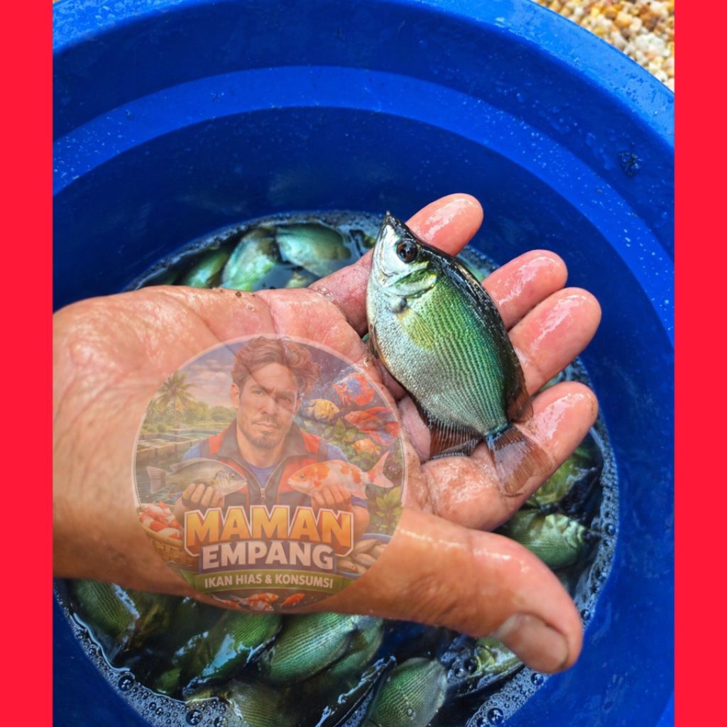BIBIT IKAN TEMBAKANG IKAN HIAS LOKAL -Konsumsi KOLAM Size 5-6 Cm
