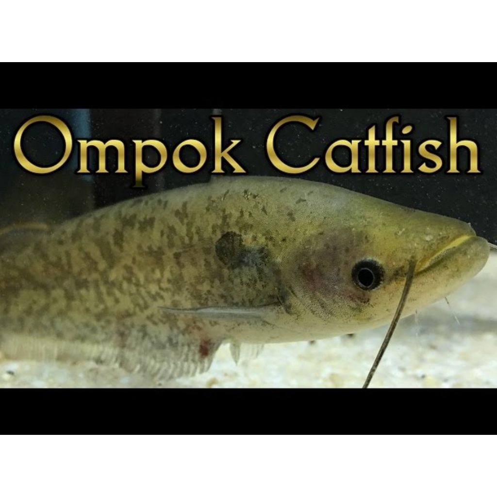 Ikan lele ompok catfish ±20cm