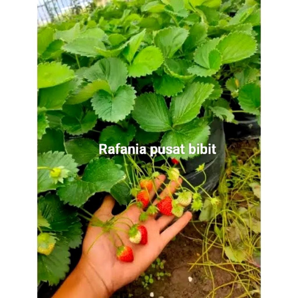 Bibit strawberry jumbo rajin berbuah