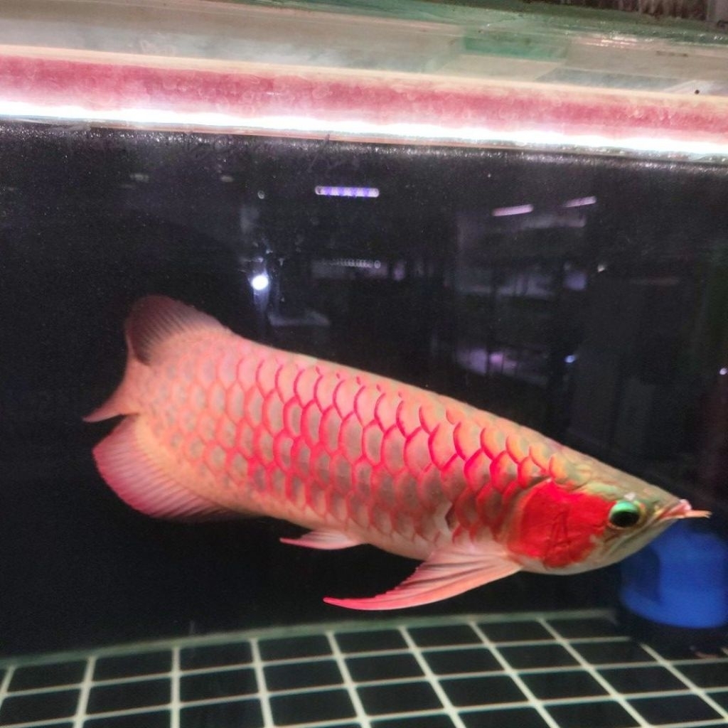 Ikan arowana super red 45cm
