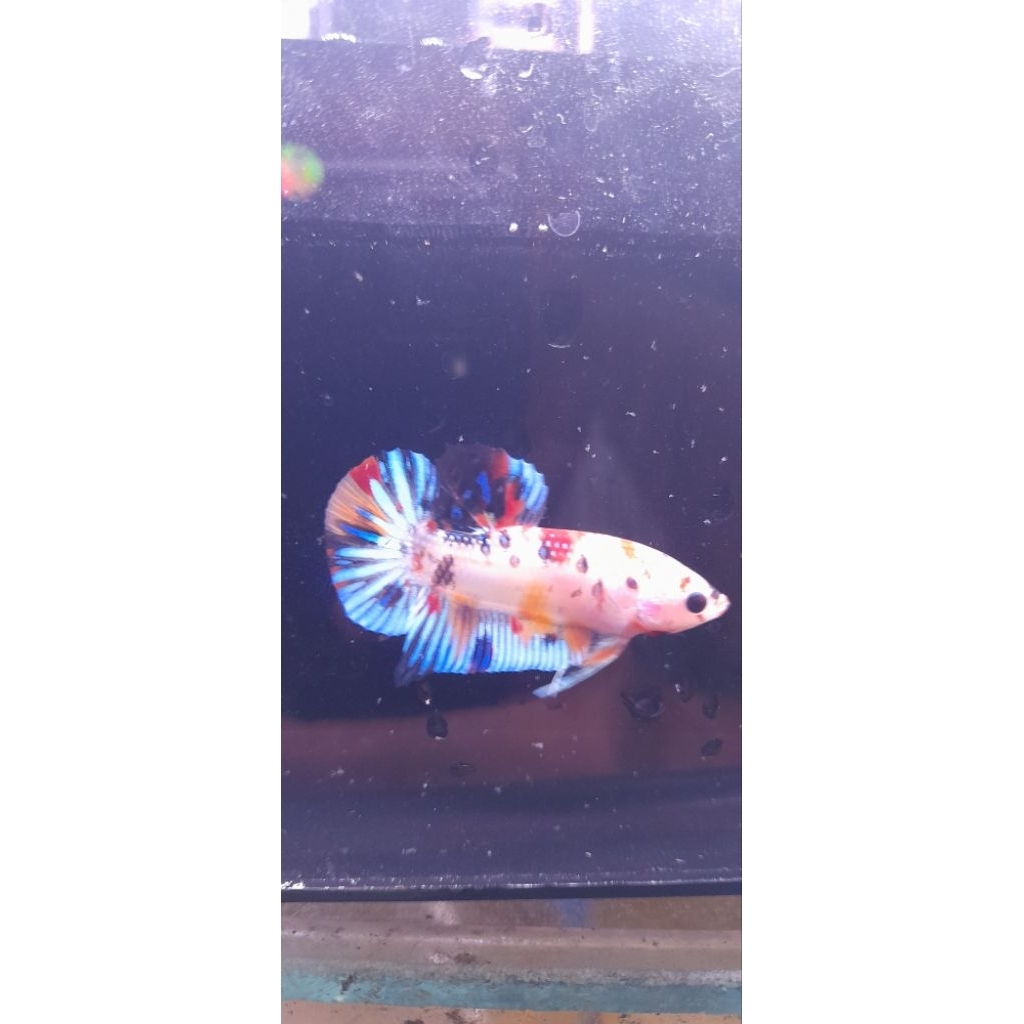cupang giant