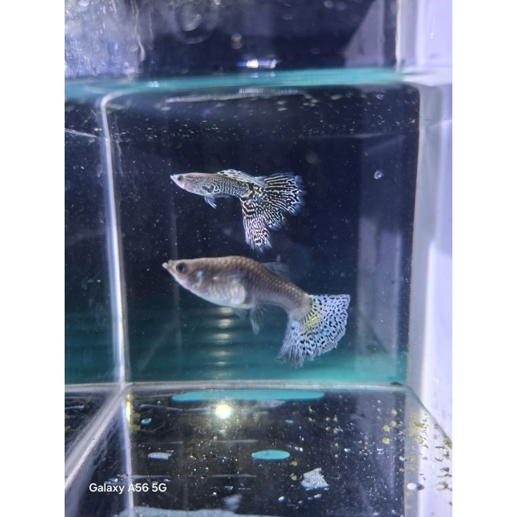 hiasan aquarium guppy dragon sepasang