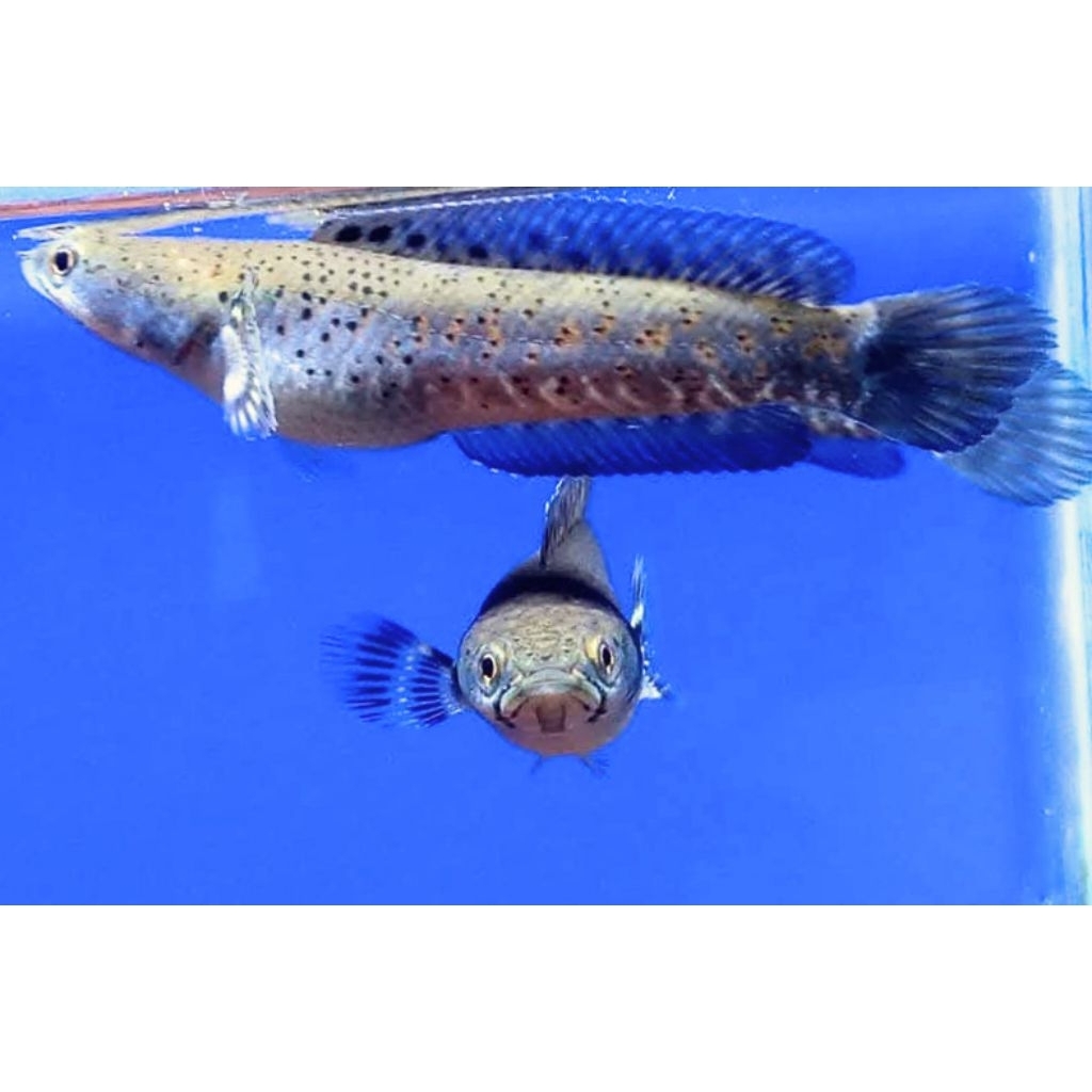 Channa Blue Pulchra 7-8cm Terbaik