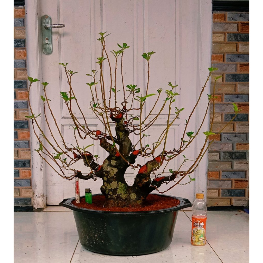 bonsai loa jumbo prospek subur 3.000.000 siap pajang mantap