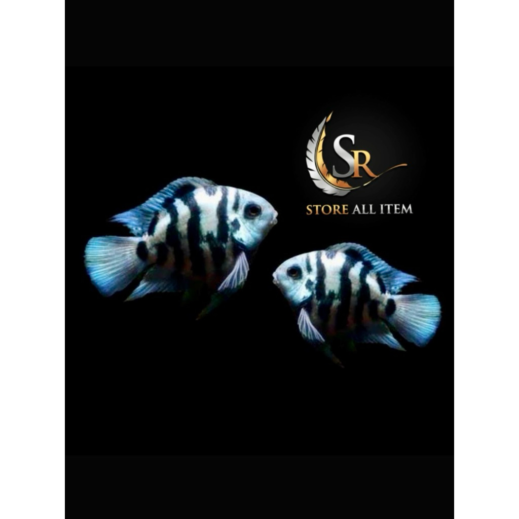 HIASAN AQUASCAPE PLATINUM POLAR DAN BLUE POLAR PARROT