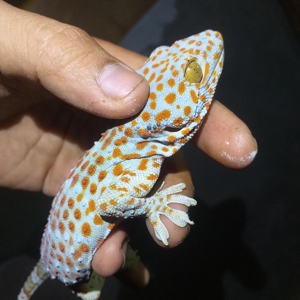 Gecko Lokal Tokek Rumah Super Kondisi HIDUP – Ekor Utuh & Sehat – Reptil Eksotis Hasil Tangkapan Ala