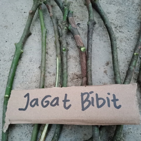 entres / batang segar mangga gedong gincu