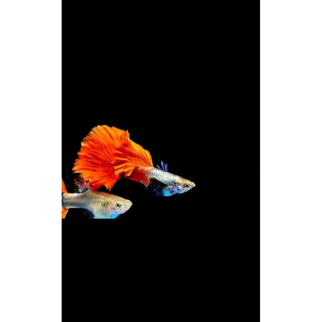 Guppy.PRT.koi