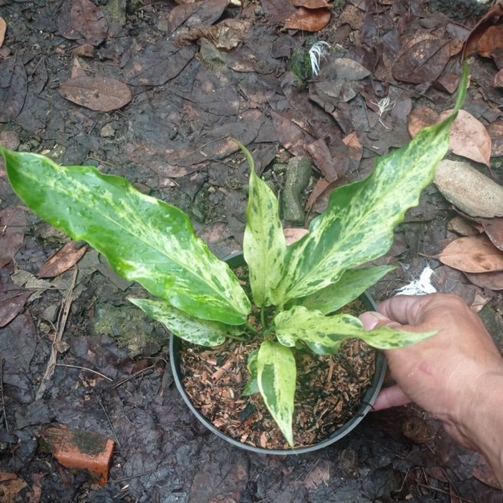 Tanaman Hias Anthurium Gelombang Cinta Variegata