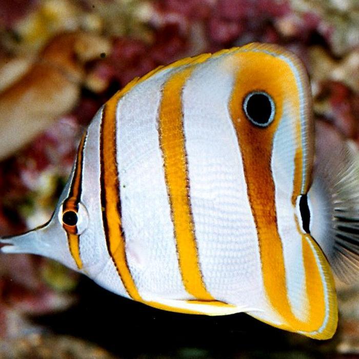 Ikan Hias Air Laut Kepe Monyong B