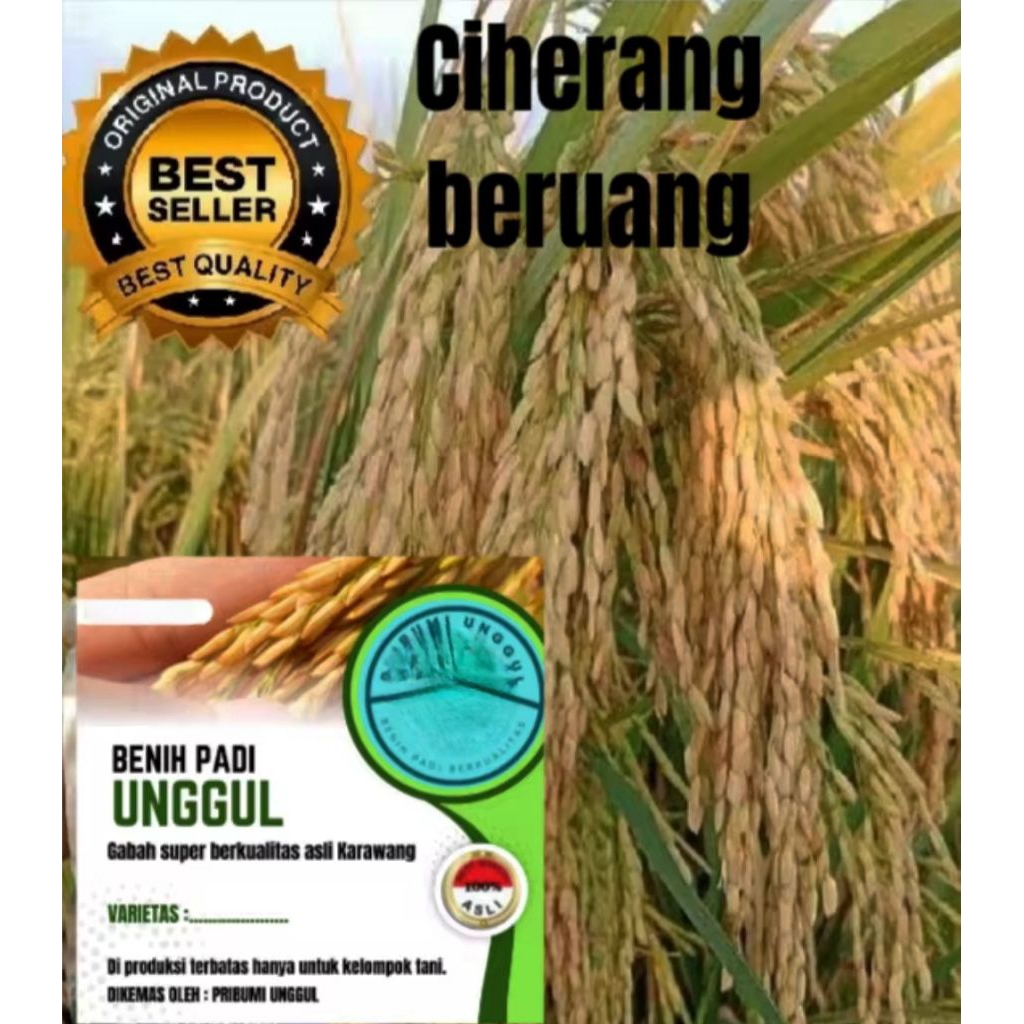 BENIH PADI CIHERANG BERUANG ISTIMEWA 5 kg RP 470,600/Bisa manghadsilkan 8-10 Ton/H