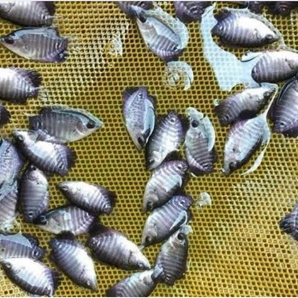 BIBIT IKAN GURAMEH SOANG UKURAN KUKU SUDAH SIAP PELET. 50 ekor bonus5