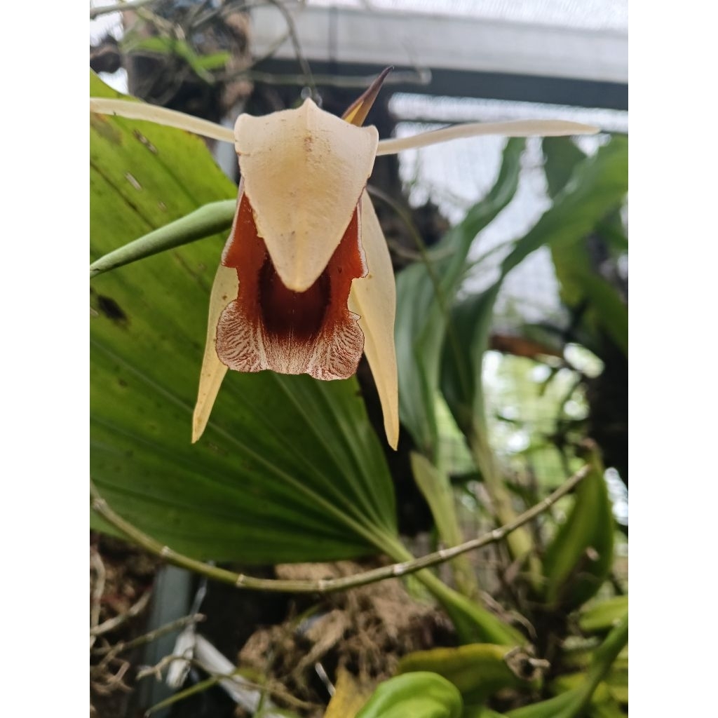 Coelogyne celebencis