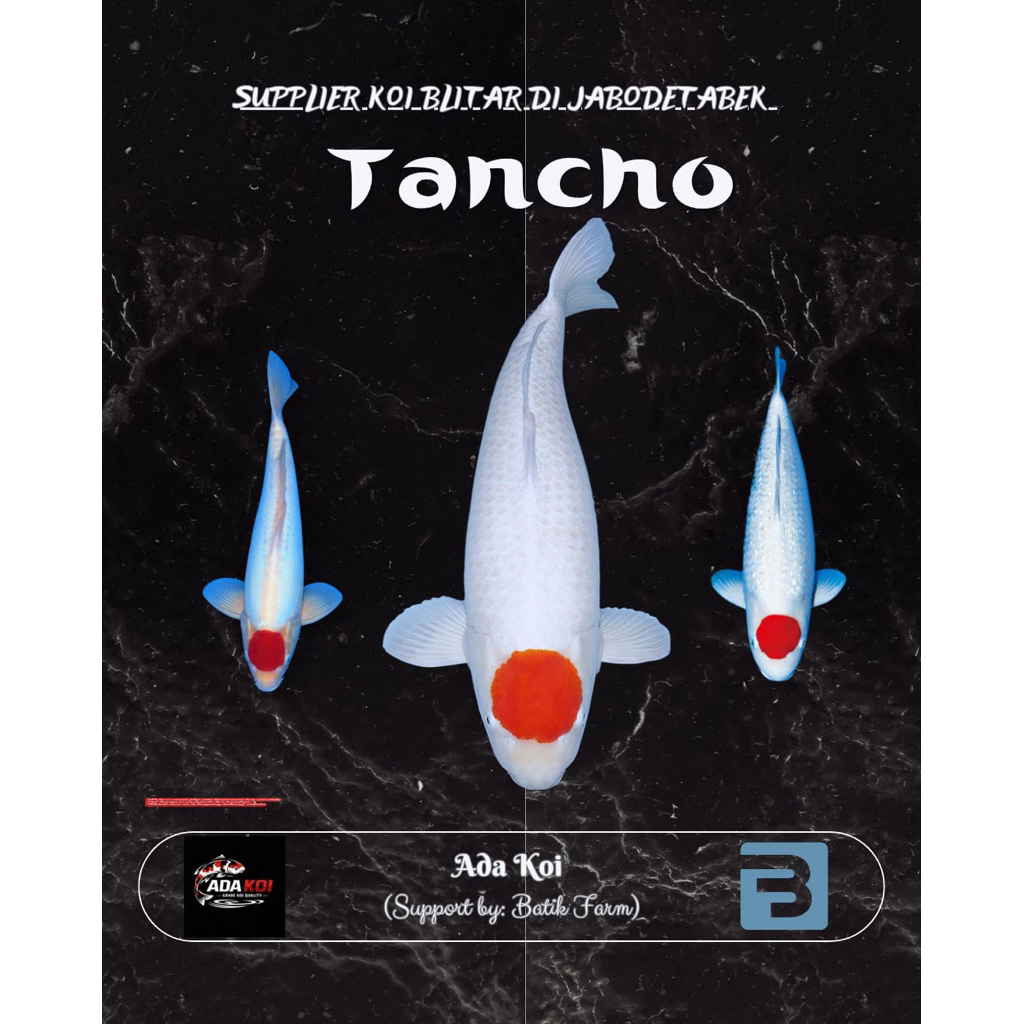 Ikan Koi Tancho 21-30 cm - Tancho - Koi Blitar - Grade A dan HQ - Ikan Koi