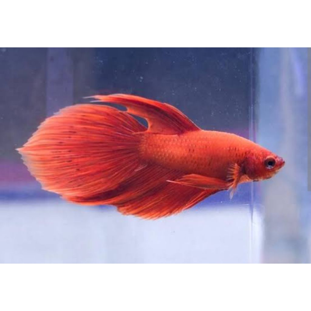 Hiasan Akuarium - Cupang Veiltail Super Red Rare Line