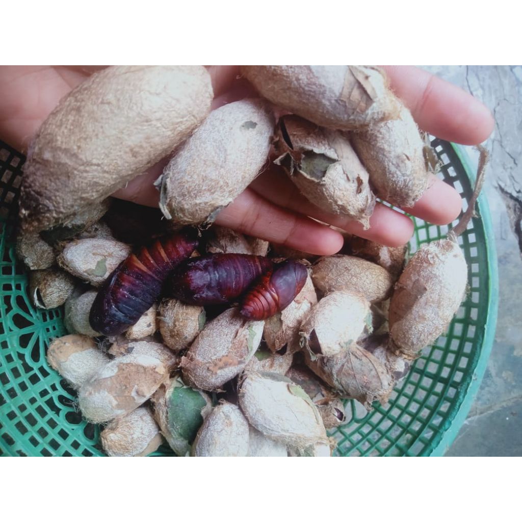 pompong kersen/pompong talok (3rb/biji)