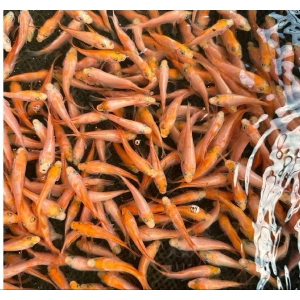 30 ekr Bibit Ikan Nila Merah Bangkock Monosex Ukuran 4-6