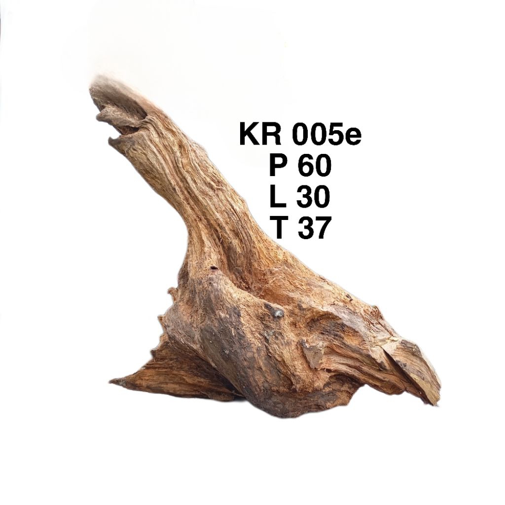 Aquarium Aquascape Akar Rentek Kayu Posil Untuk Dekorasi Aquarium Aquascape