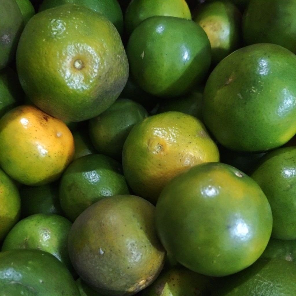 jeruk peras/baby java 1 kg banyuwangi