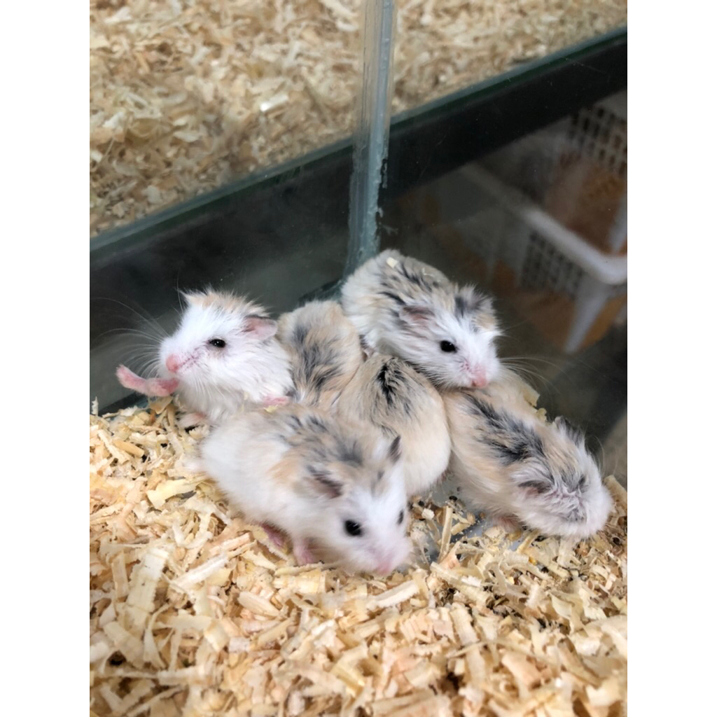 Hamster Roborovski