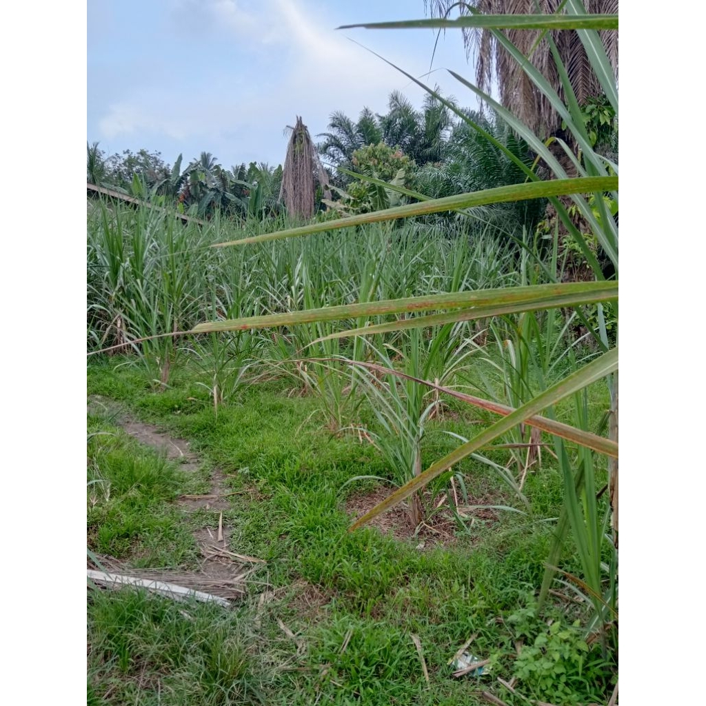 bibit tebu hijau