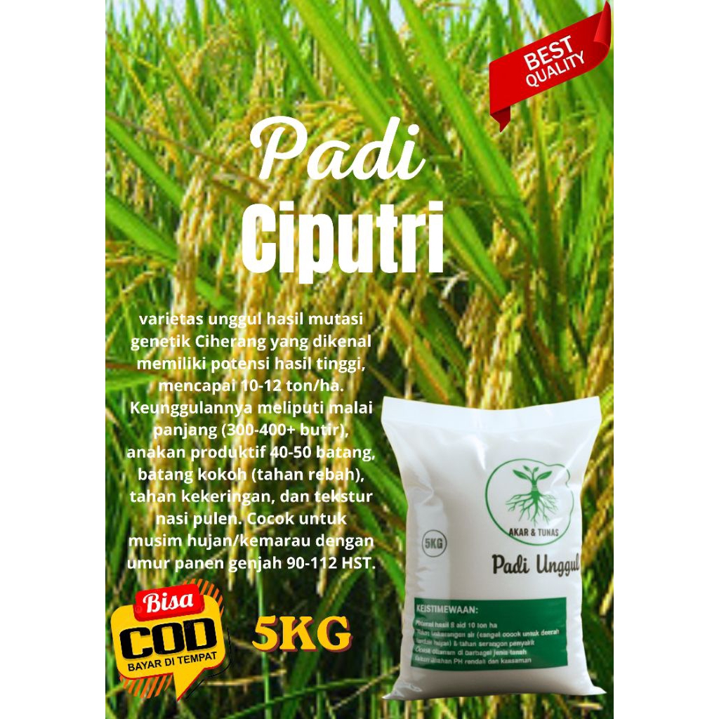 padi ciputri kemasan 5kg