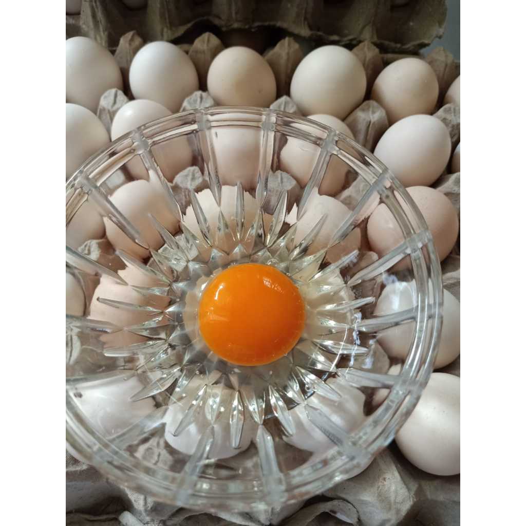 Telur Ayam Kampung Omega 3