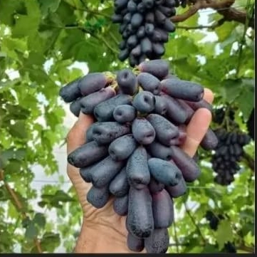 BIBIT ANGGUR IMPORT MOONDROP ( ANGGUR JARI ) - HASIL GRAFTING UNGGULAN