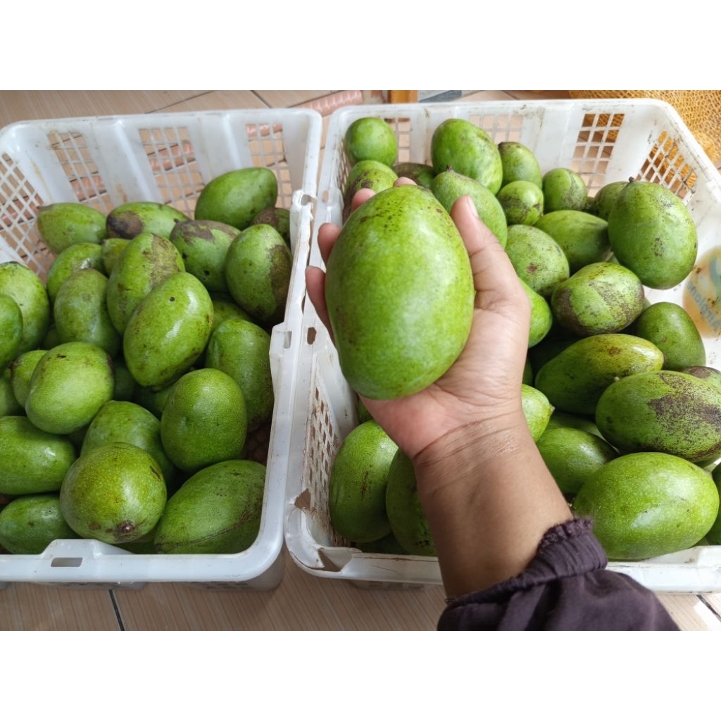 Mangga muda manalagi / lalijiwo buat rujakan