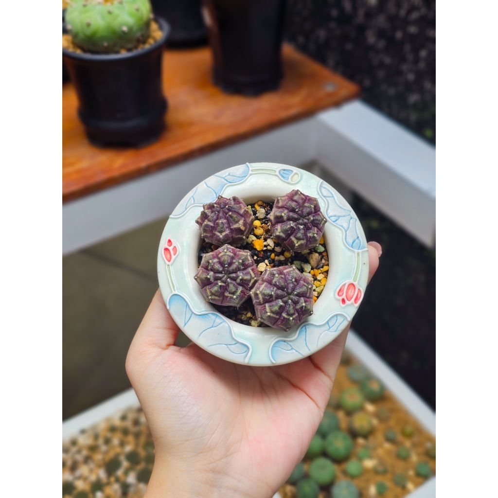 Kaktus gymno daydream day dream ungu
