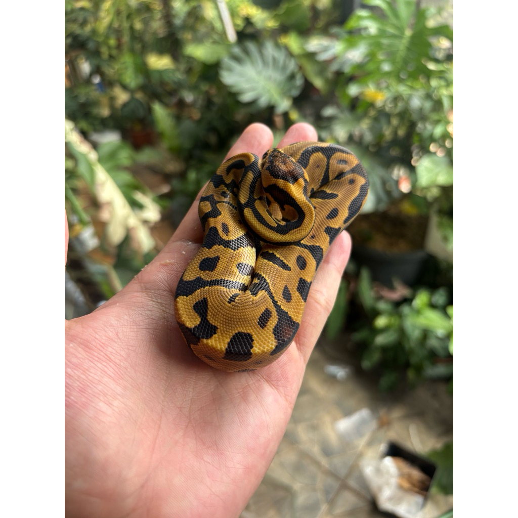 BALL PYTHON LEOPARD ENCHI HET CLOWN FEMALE (BABY UP)