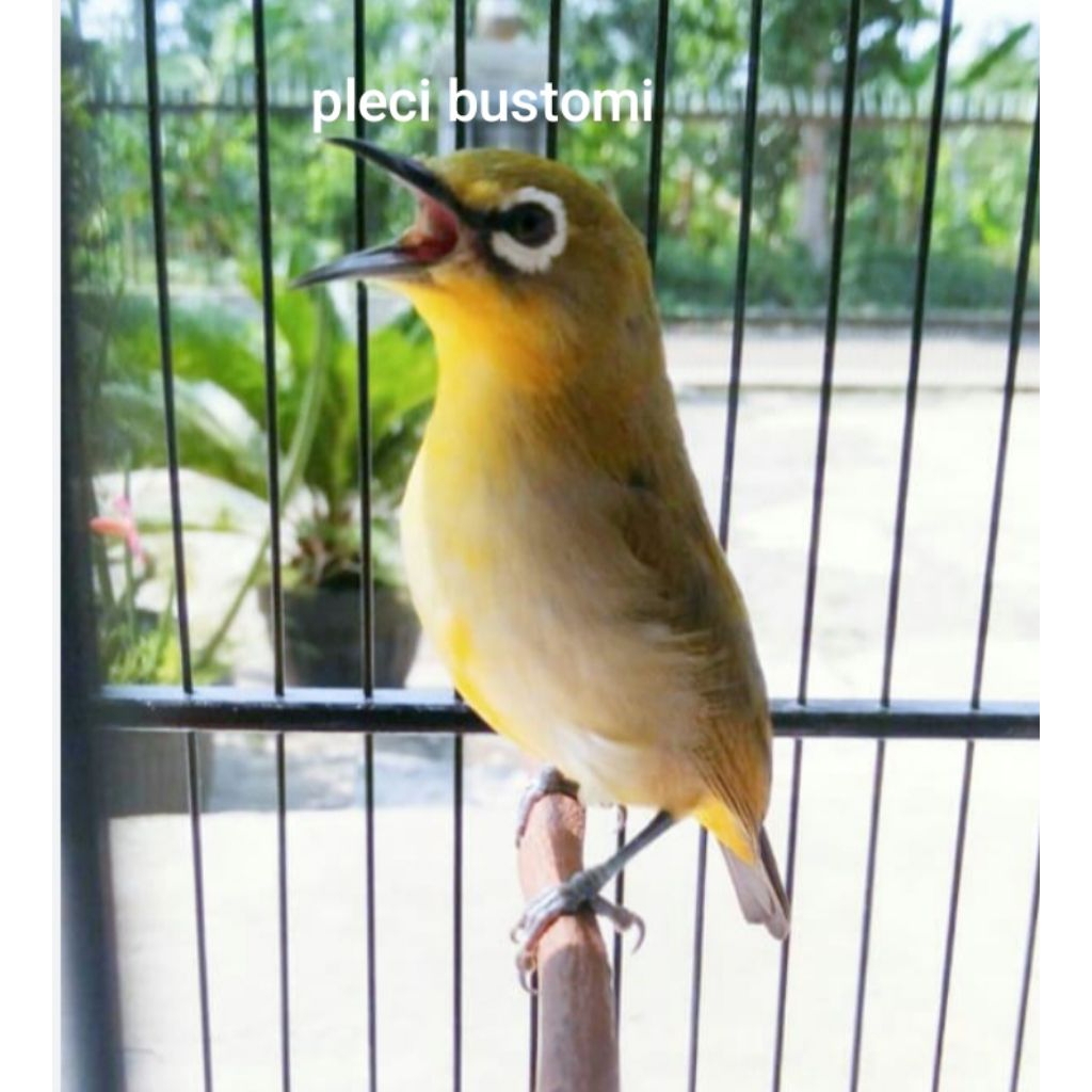 pleci bustomi jantan riwikan. gunkar