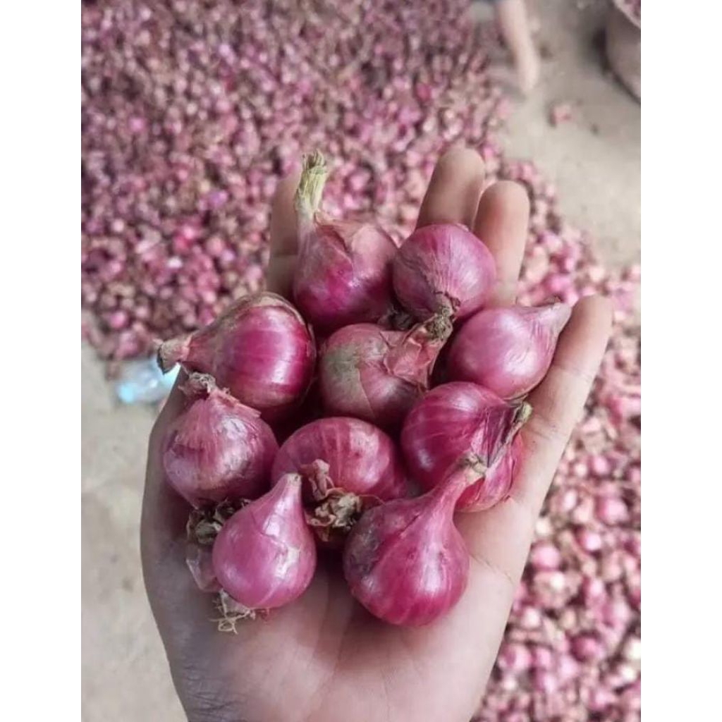 bawang merah 1kg Jawa nganjuk