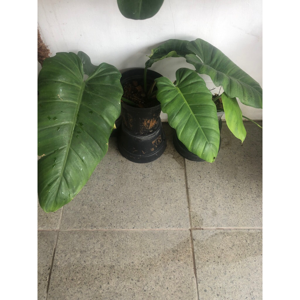 Philodendron Jungle Fever - Real pict