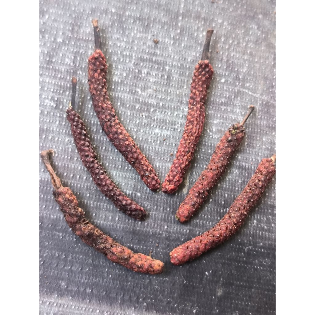 Cabe Jawa Jamu (Piper retrofractum Vahl), Cabe Jawa kering, cabe Jawa herbal