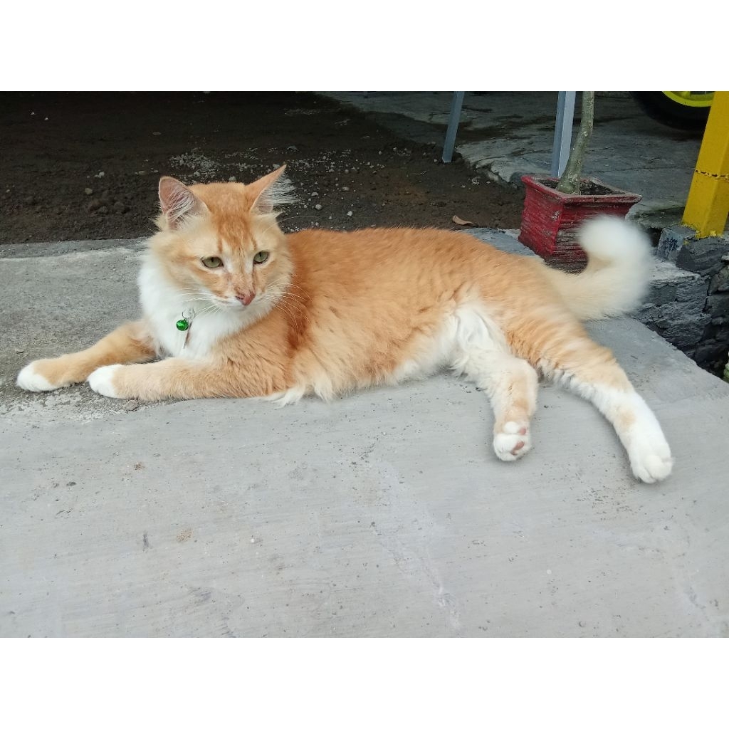 catokan nvmee