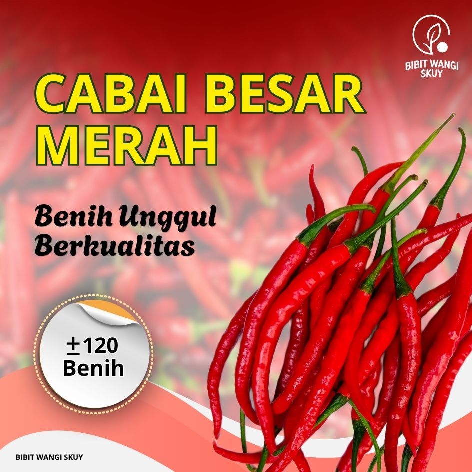 Benih cabai merah besar super lebat