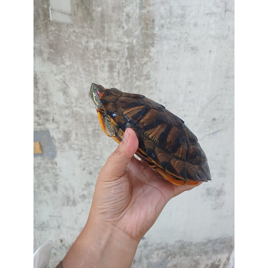 Kura kura Brazil Dewasa hiasan aquarium