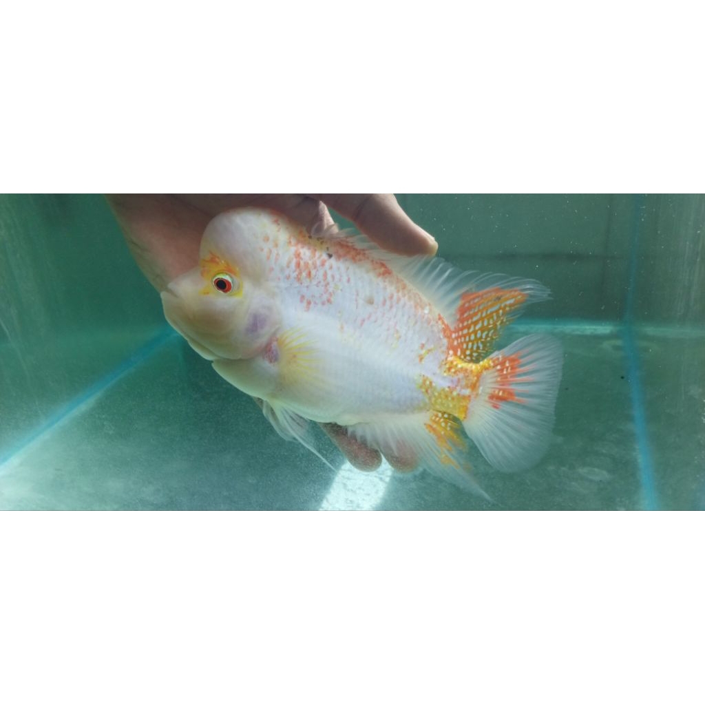 IKAN LOUHAN GOLDEN BASE INDUK 5 JARI