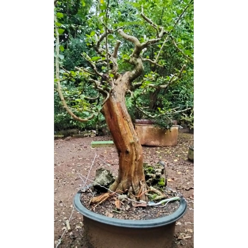 bahan bonsai sisir informal jumbo akar muter