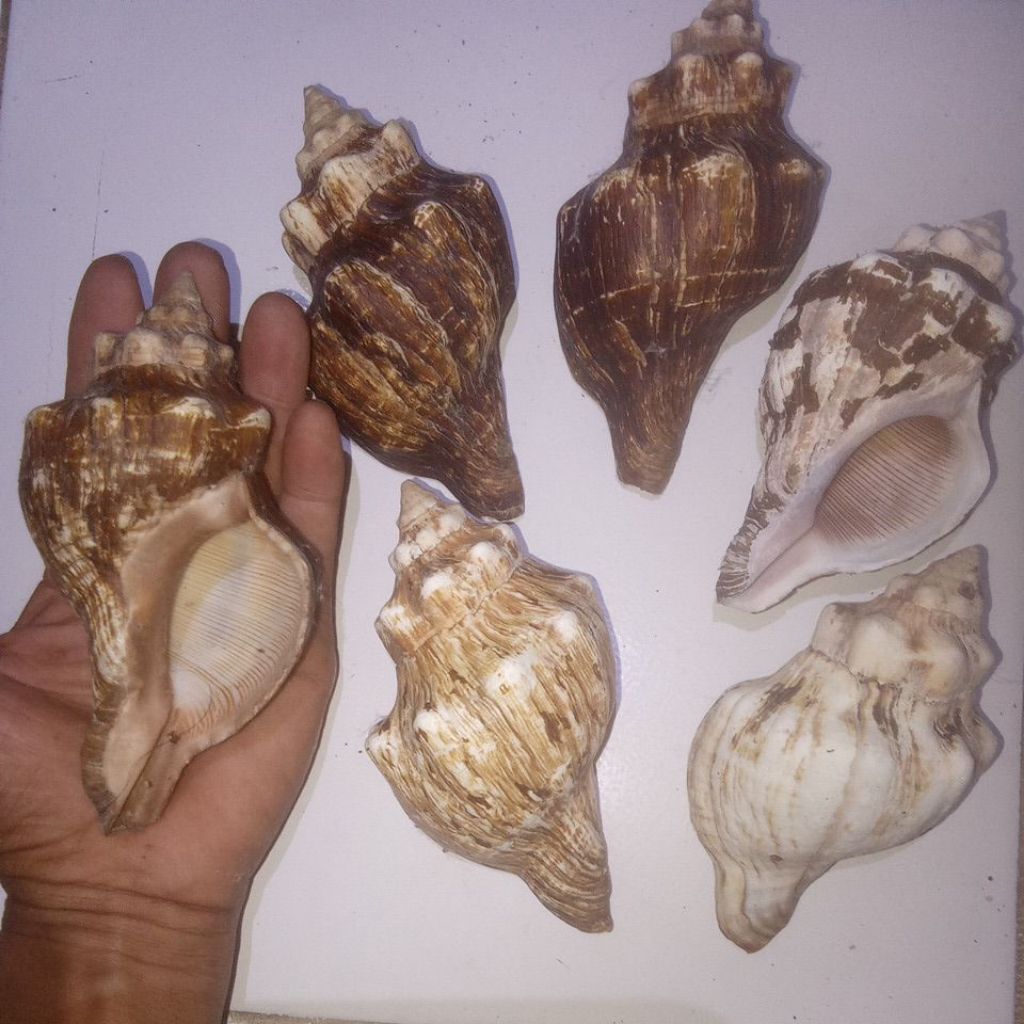Cangkang kerang trapesium/rumah keong/ rumah kelomang besar