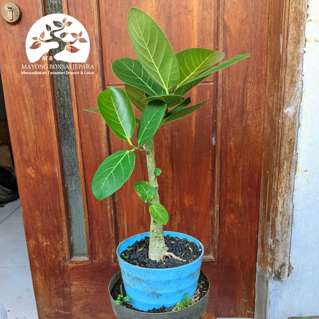 Tanaman beringin India - Ficus Benghalensis audrey seedling Caudex plant