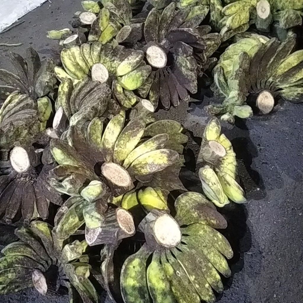 pisang kepok kuning