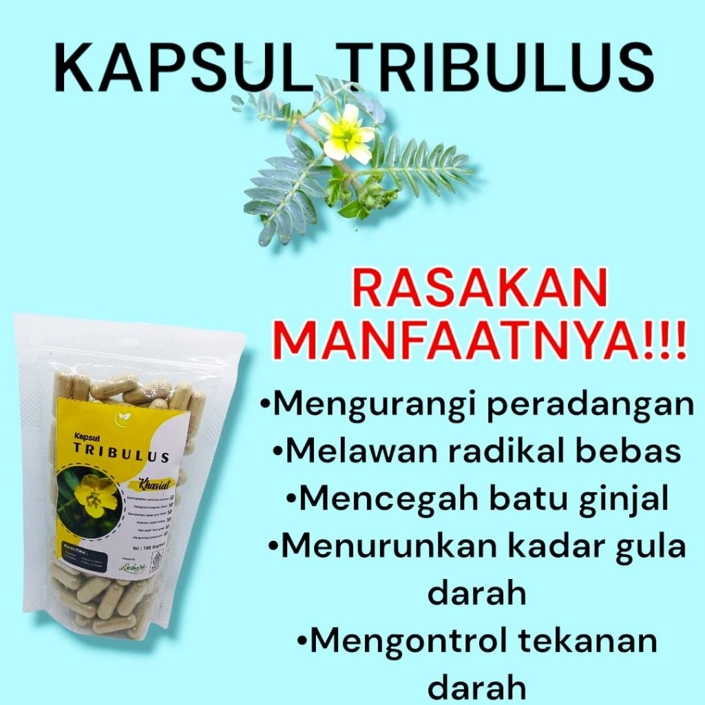 kapsul tribulus murni isi 100,tanaman ini digunakan untuk membantu meningkatkan kadar testosteron, m