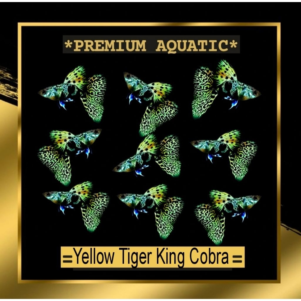 Yellow Tiger King Cobra