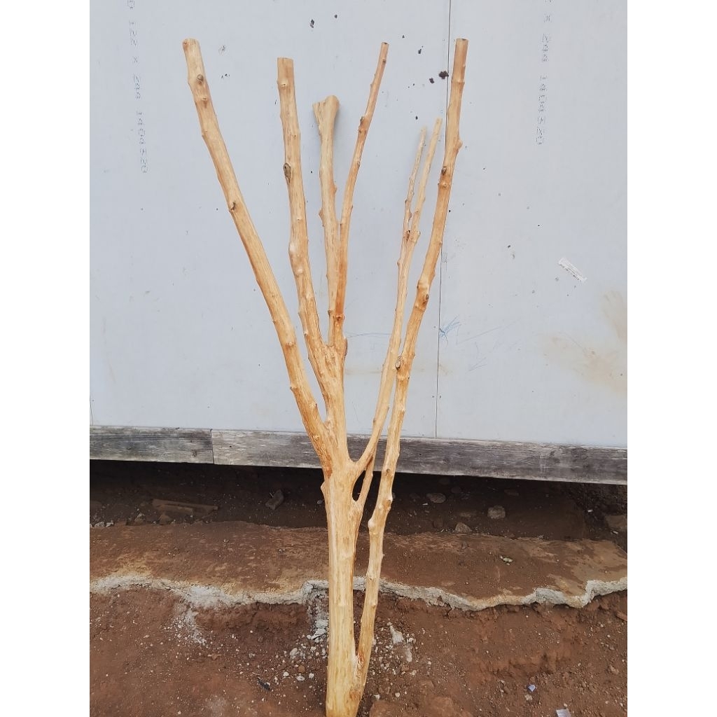 Ranting kayu bercabang/tinggi 180cm sudah di amplas halus