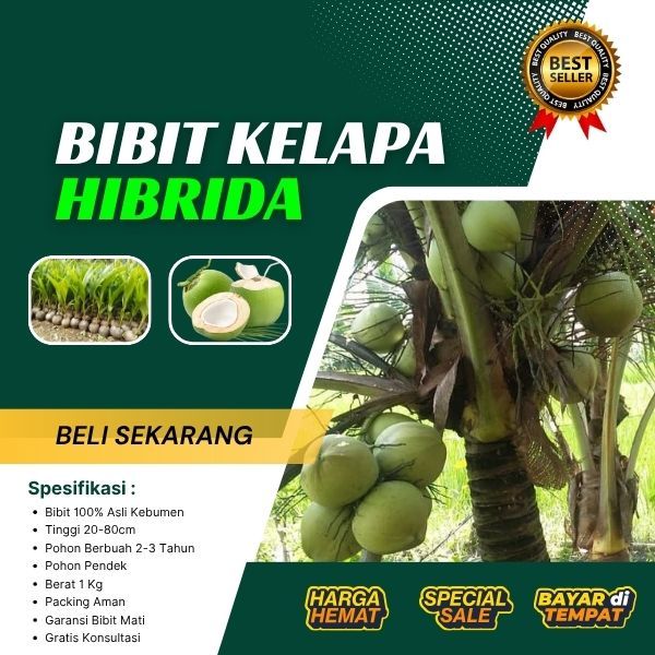 BERKUALITAS !! Pohon Kelapa Hibrida Khina, Pohon Kelapa Hibrida Pendek