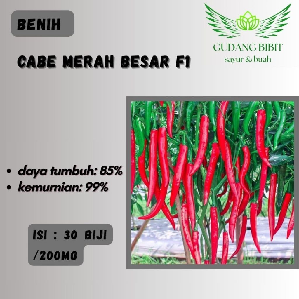 30 Biji Benih Cabe Besar  F1 - Toleran Virus, Dataran Rendah/Tinggi