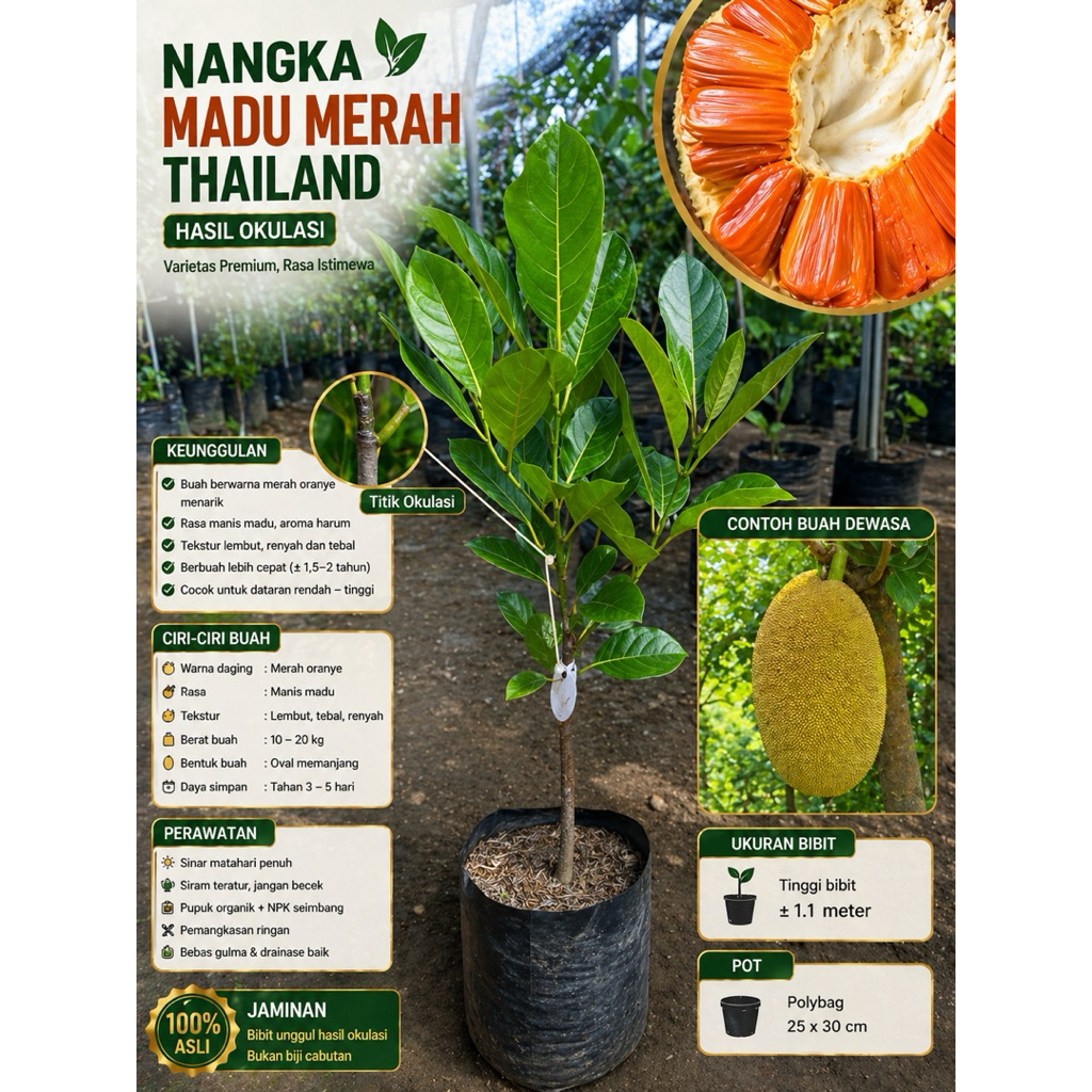 Bibit Nangka madu merah Thailand hasil okulasi batang super besar
